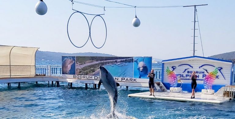 Bodrum Dolphin Show