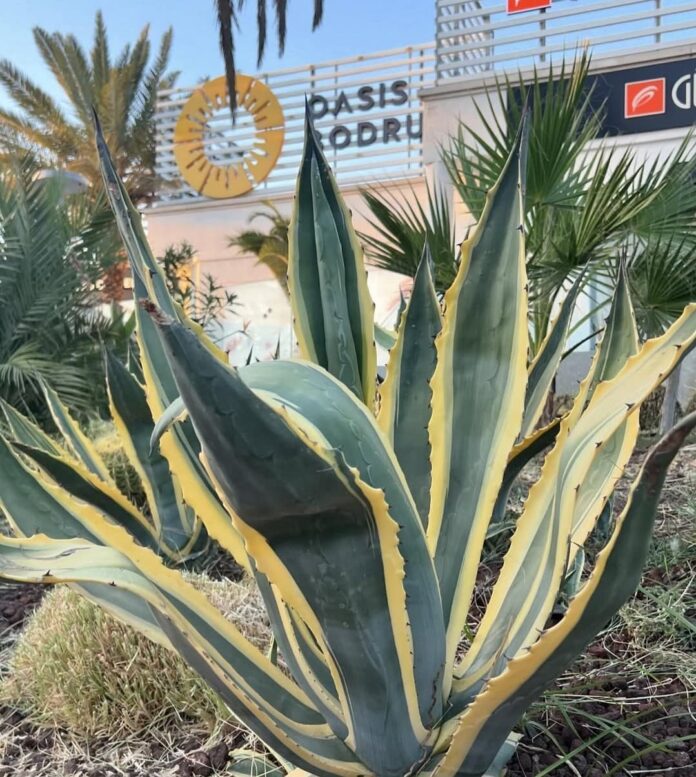 Oasis Shopping Mall Bodrum