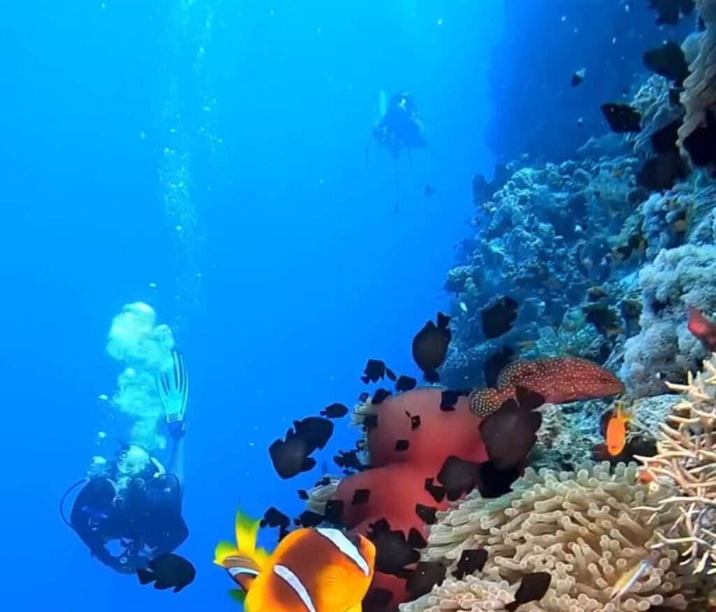 Bodrum Diving Courses