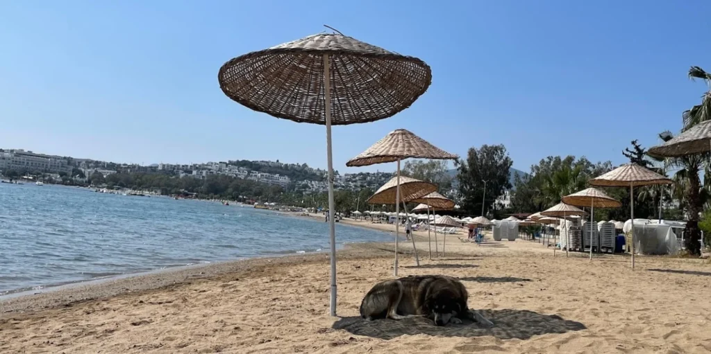 Blue Flag Beaches in Bodrum 2025