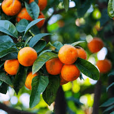 Bodrum Tangerine Harvest and Economic Contributions