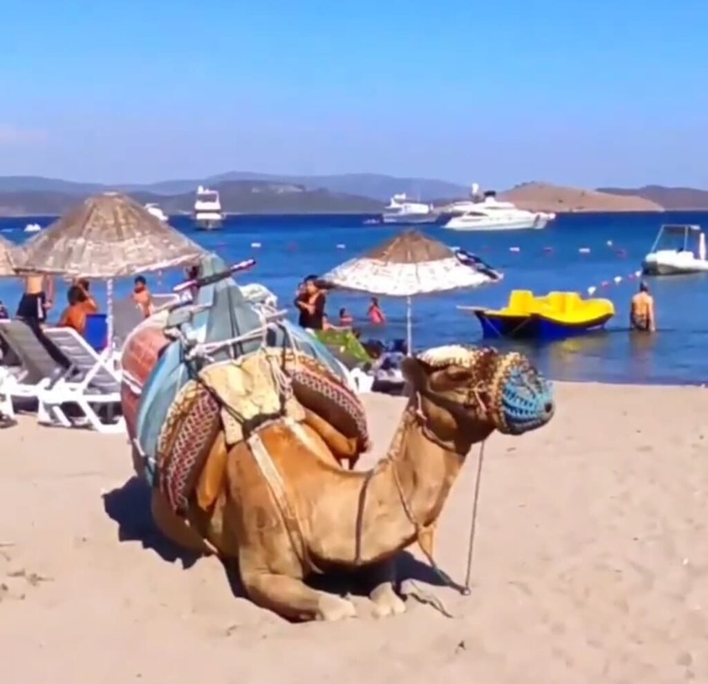 Camel Beach Bodrum